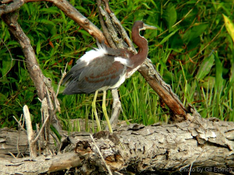 Tricolored Heron  